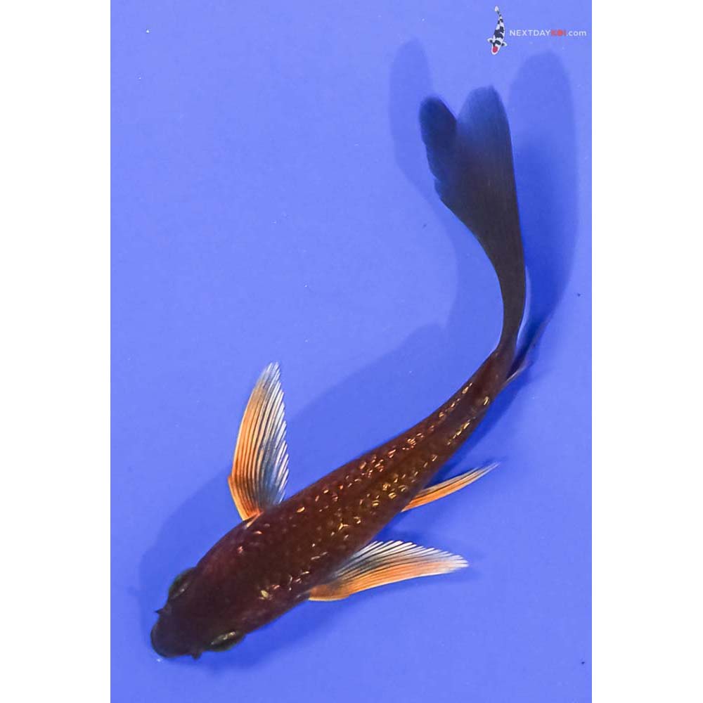 4” Imported Gin Rin Chagoi Butterfly Koi