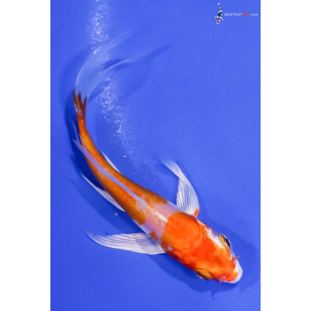 4” Imported Kikusui Butterfly Koi