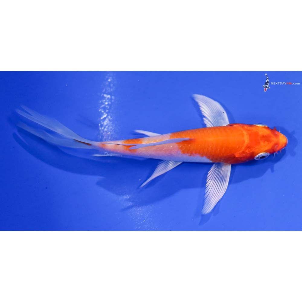 4.5” Imported Hariwake Butterfly Koi