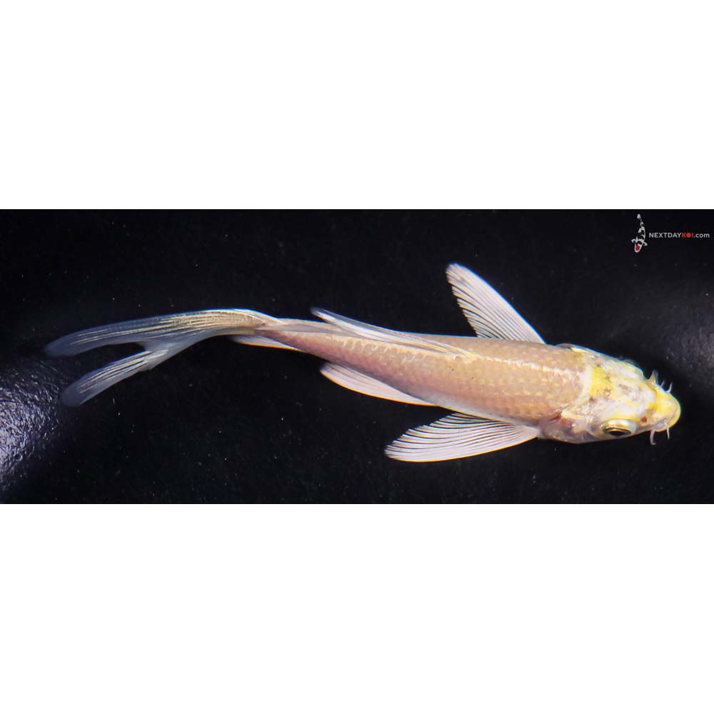 4.5” Imported Yamabuki Ogon Butterfly Koi