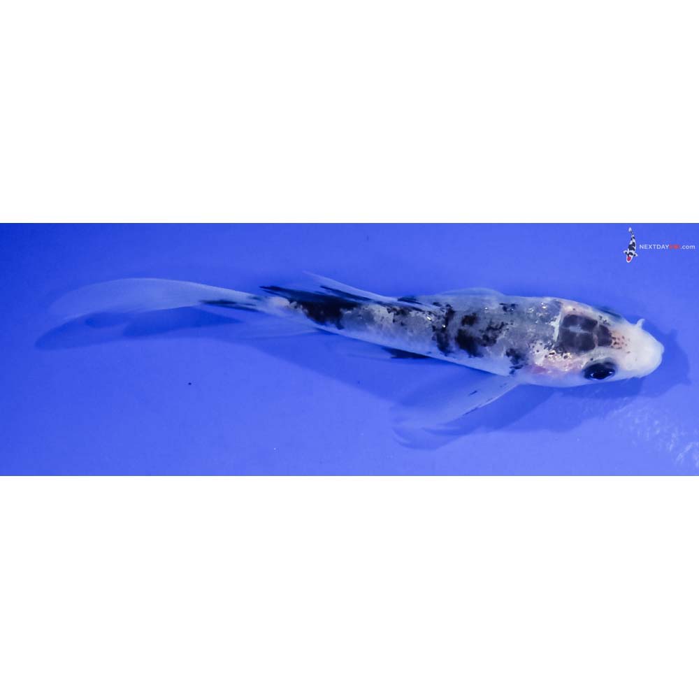 4” Imported Shiro Bekko Butterfly Koi