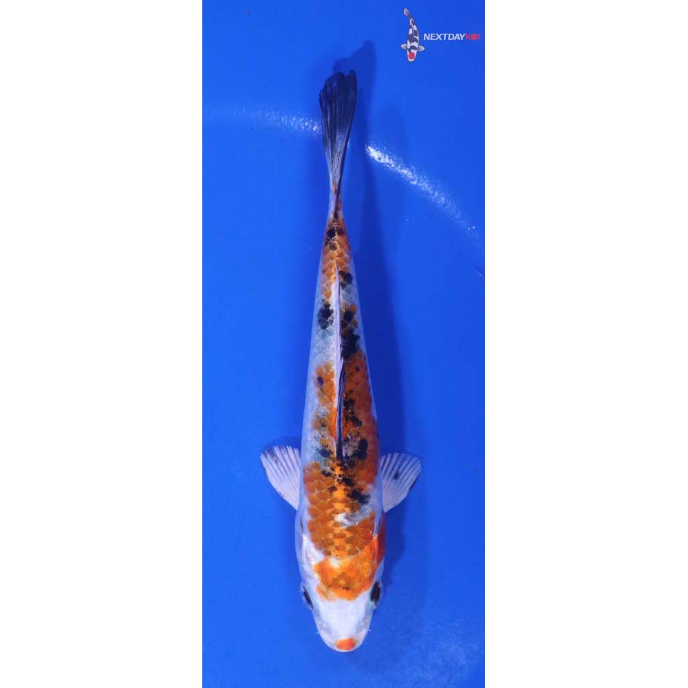 4.5” Imported Yamato Nishiki