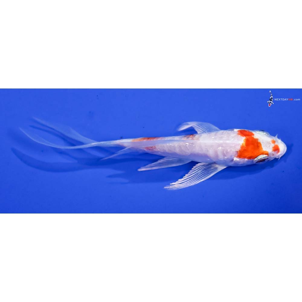 3.5” Imported Kikusui Butterfly Koi