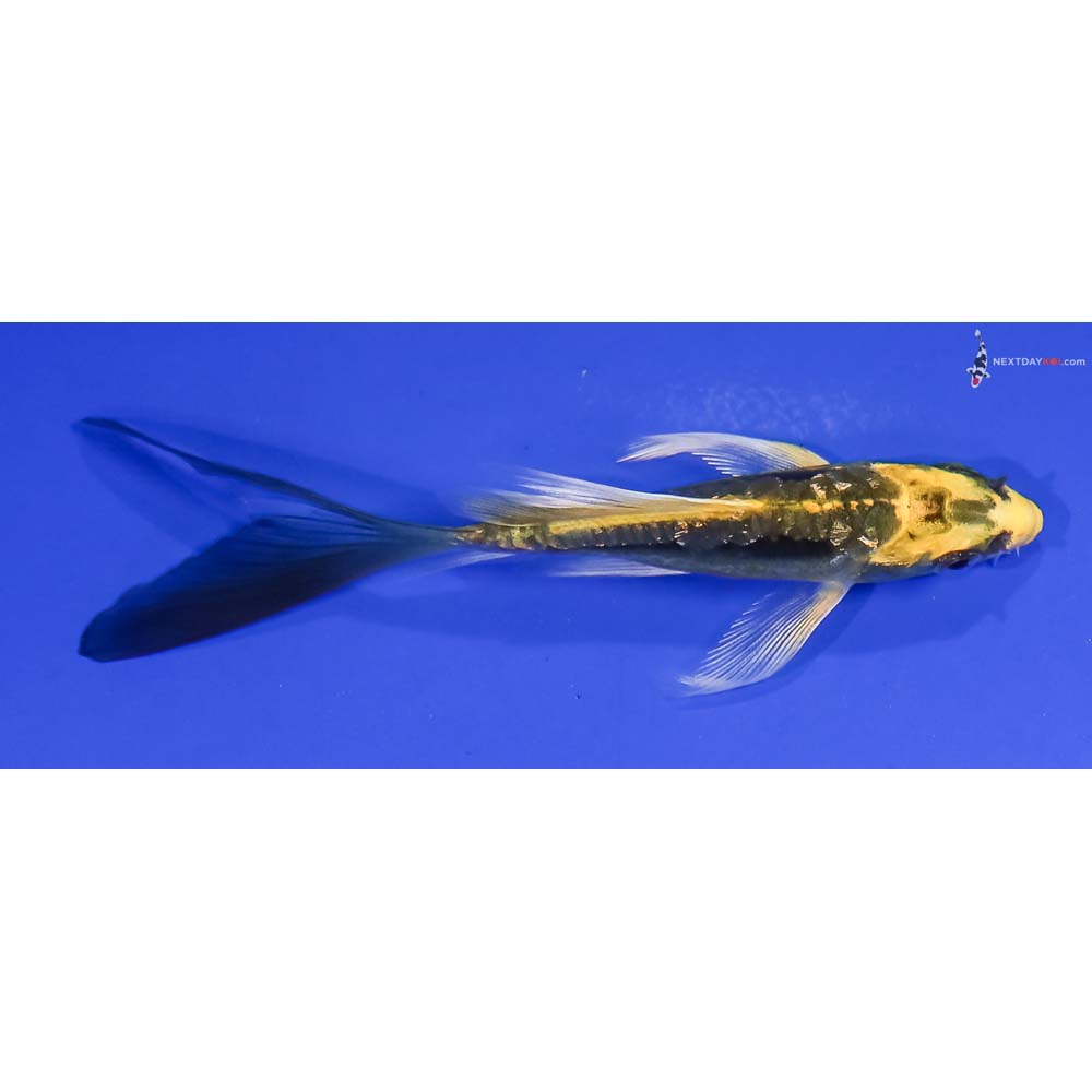 4” Imported Gin Rin Kin Kikokuryu Butterfly Koi