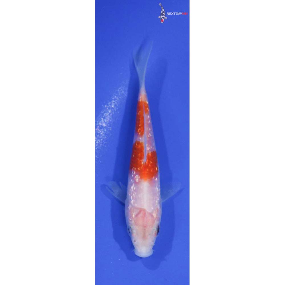 3.5” Imported Gin Rin Kohaku