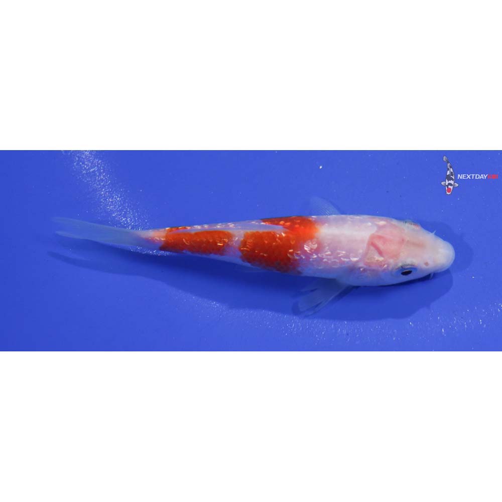 3.5” Imported Gin Rin Kohaku