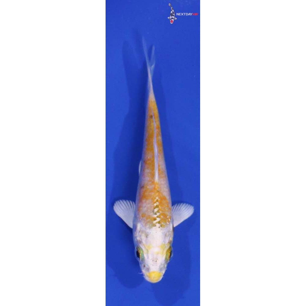 3.5” Imported Lemon Hariwake