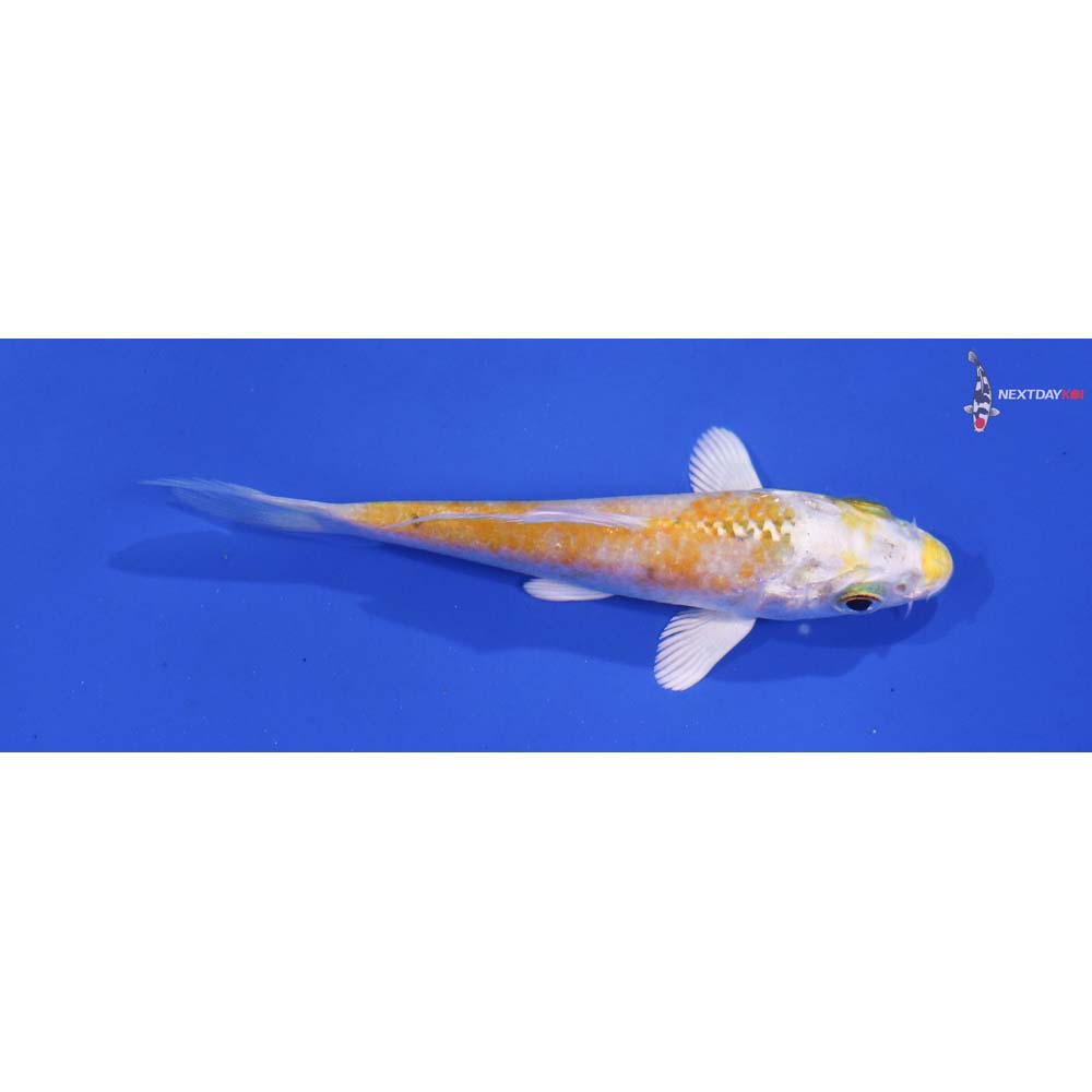 3.5” Imported Lemon Hariwake