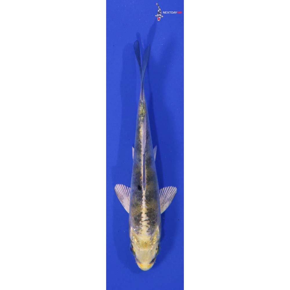 4” Imported Yamato Nishiki