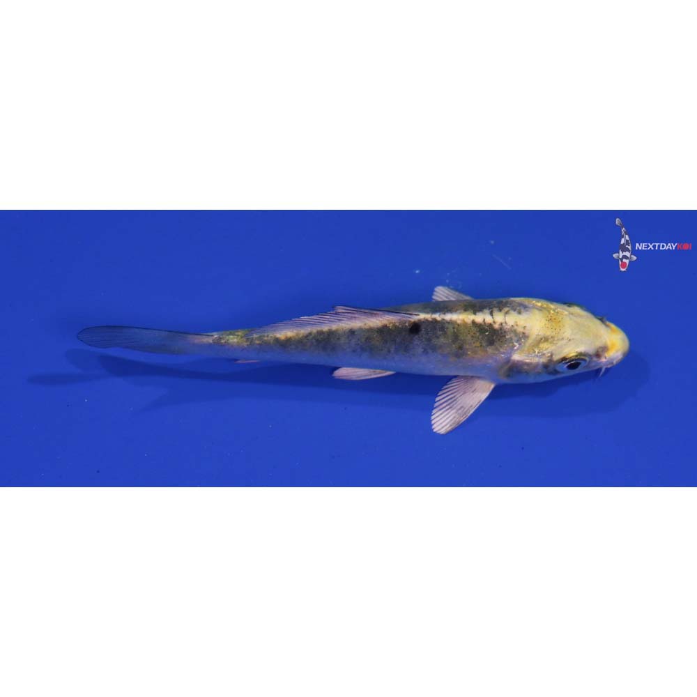 4” Imported Yamato Nishiki