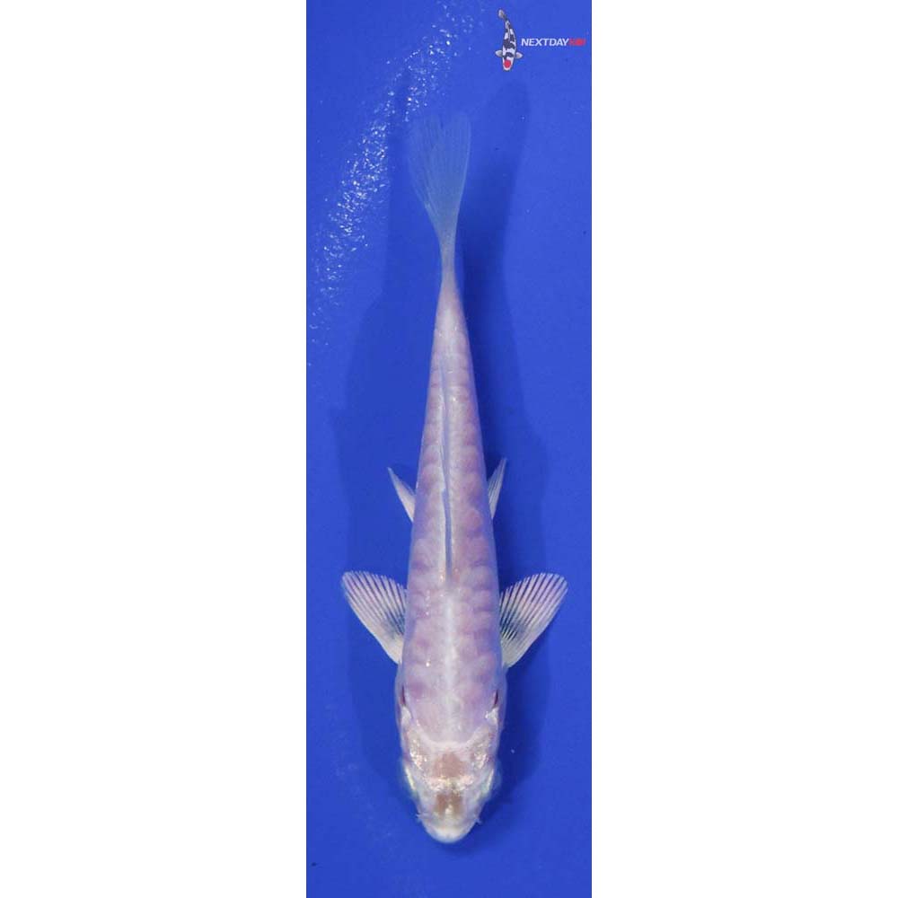 4” Imported Armor Scaled Platinum Ogon