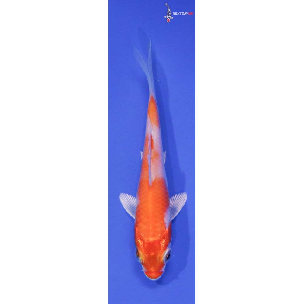 3” Imported Hariwake