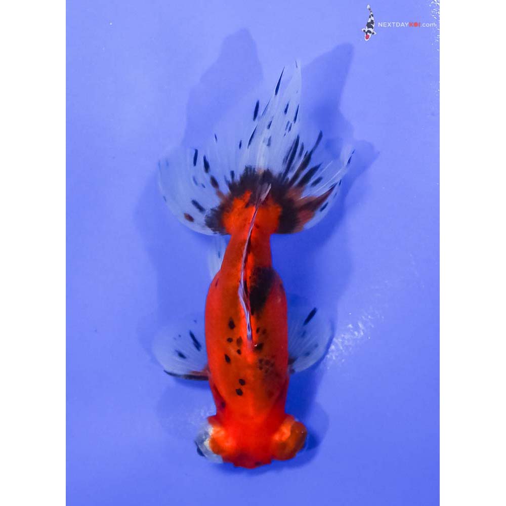 4.5” Imported Male Calico Telescope Fantail