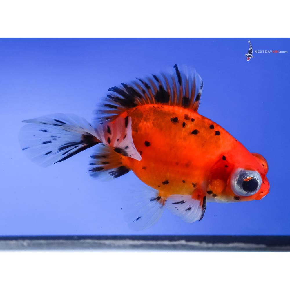 4.5” Imported Male Calico Telescope Fantail