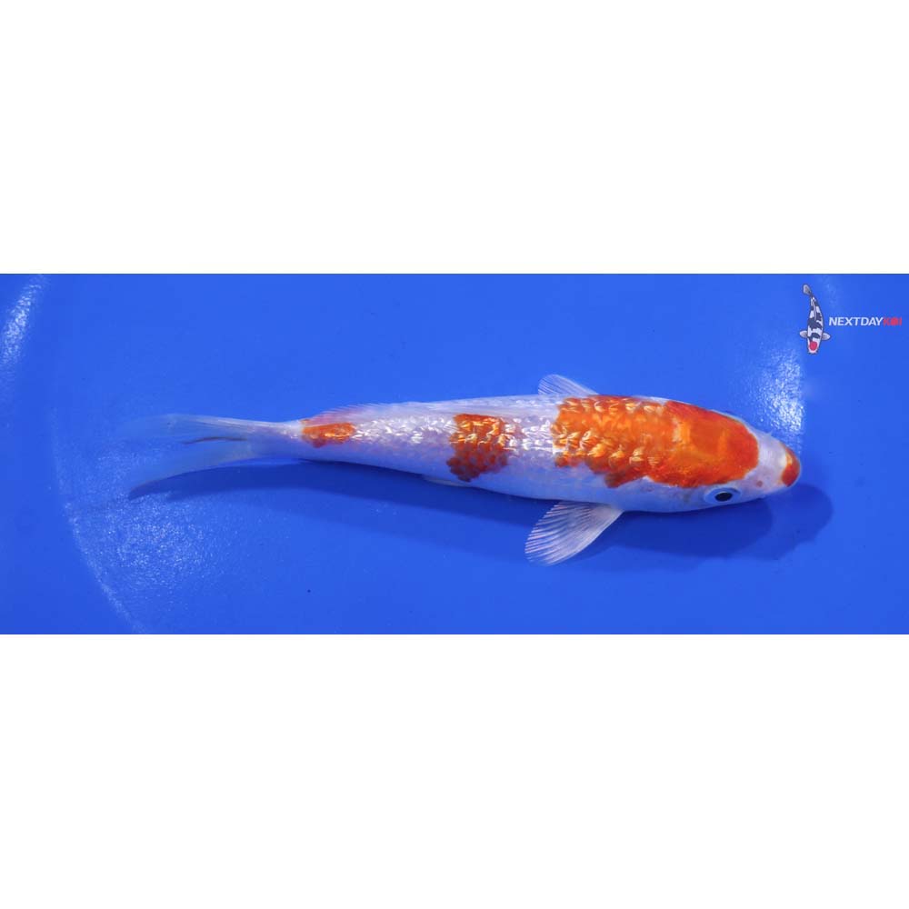 5” Imported Gin Rin Hariwake