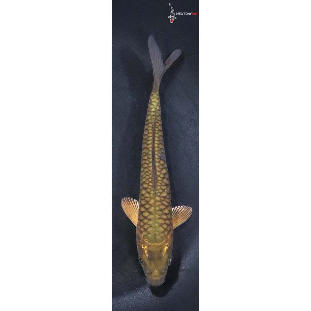 5.5” Imported Armor Scaled Chagoi