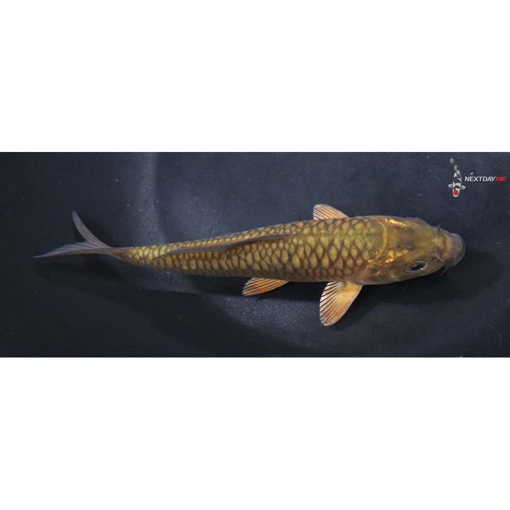 5.5” Imported Armor Scaled Chagoi