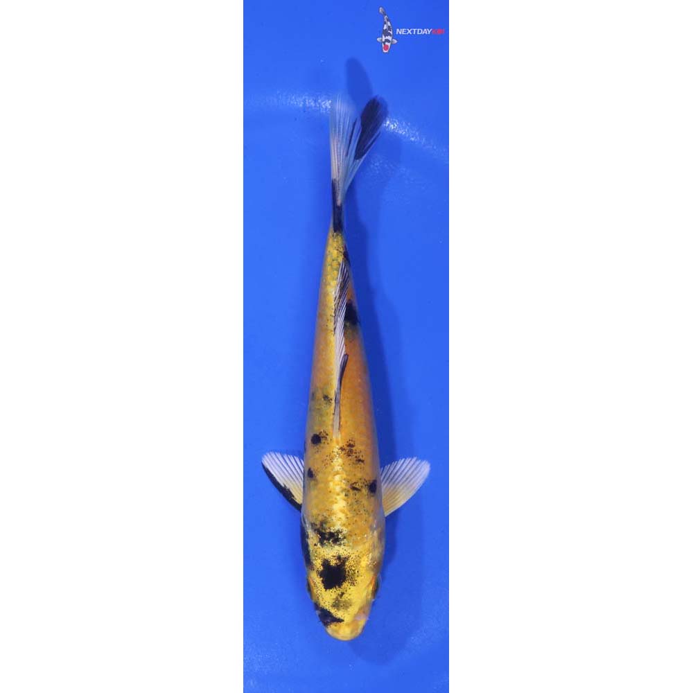 5.5” Imported Kin Ki Utsuri