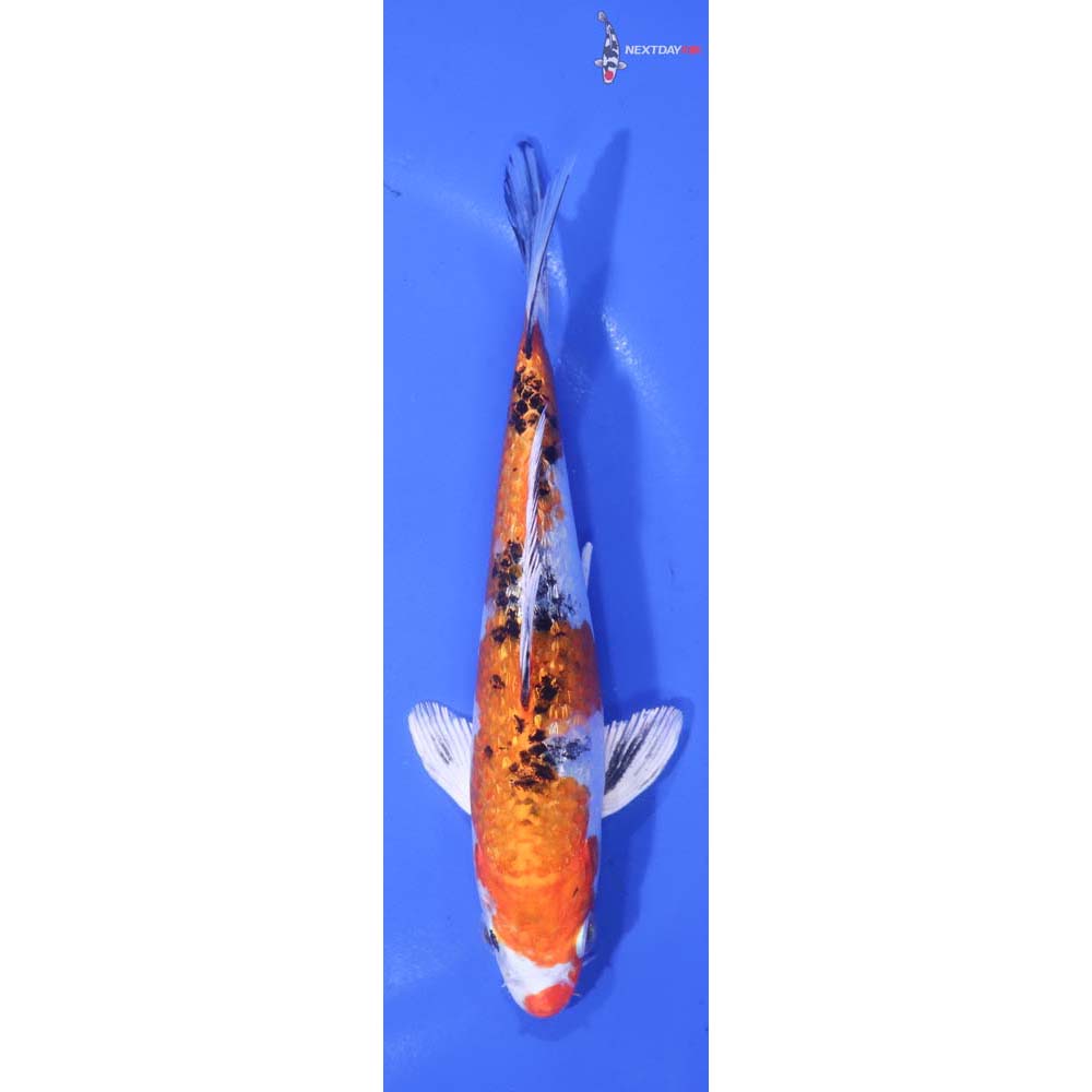 6” Imported Gin Rin Yamato Nishiki