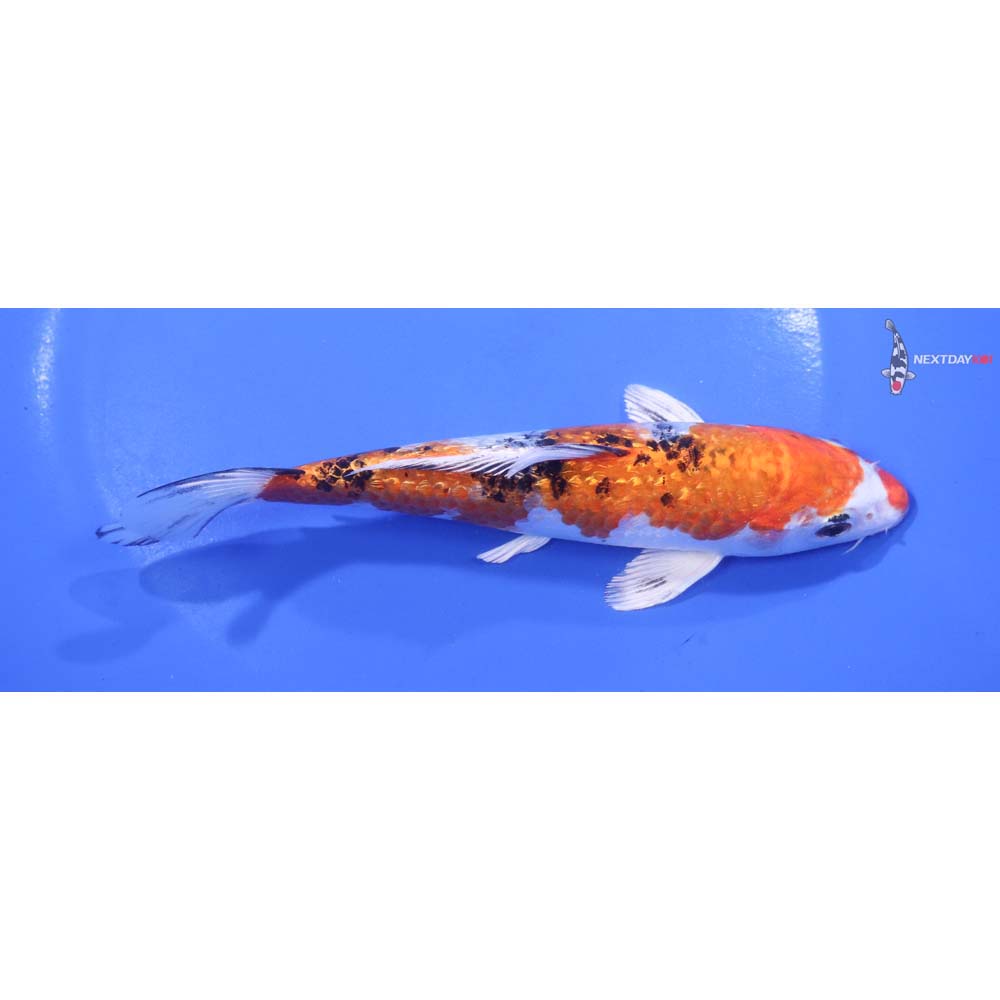 6” Imported Gin Rin Yamato Nishiki