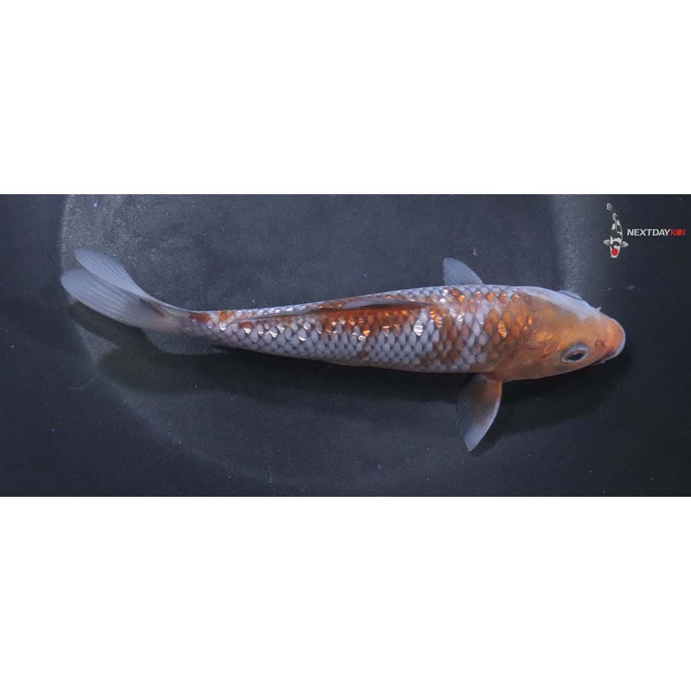 6” Imported Gin Rin Ochiba Shigure