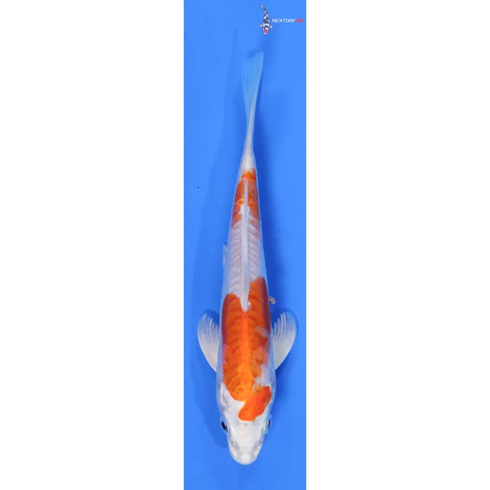 7” Imported Kikusui