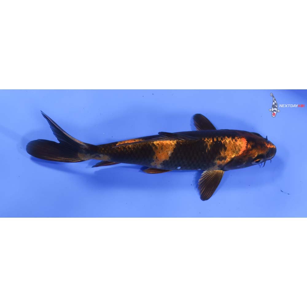 6.5” Imported Kin Hi Utsuri