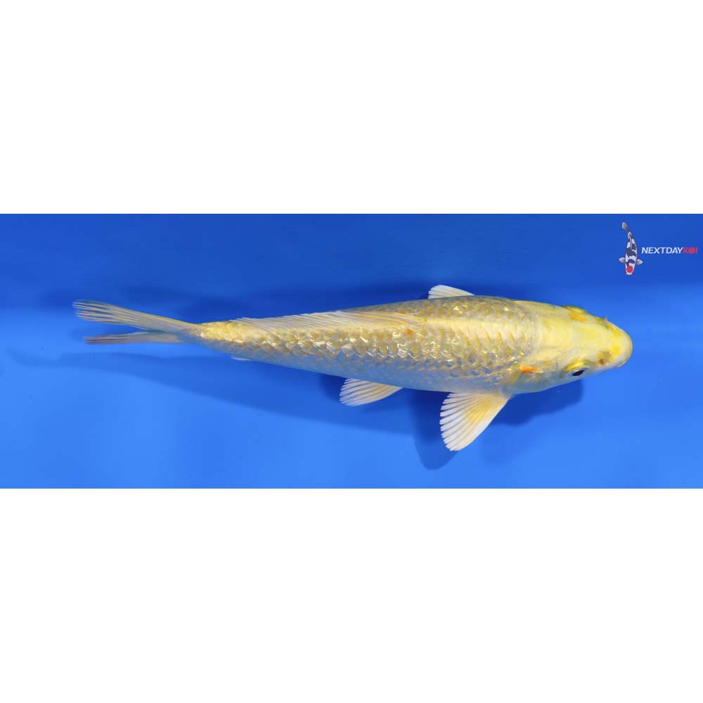 6.5” Imported Gin Rin Yamabuki Ogon
