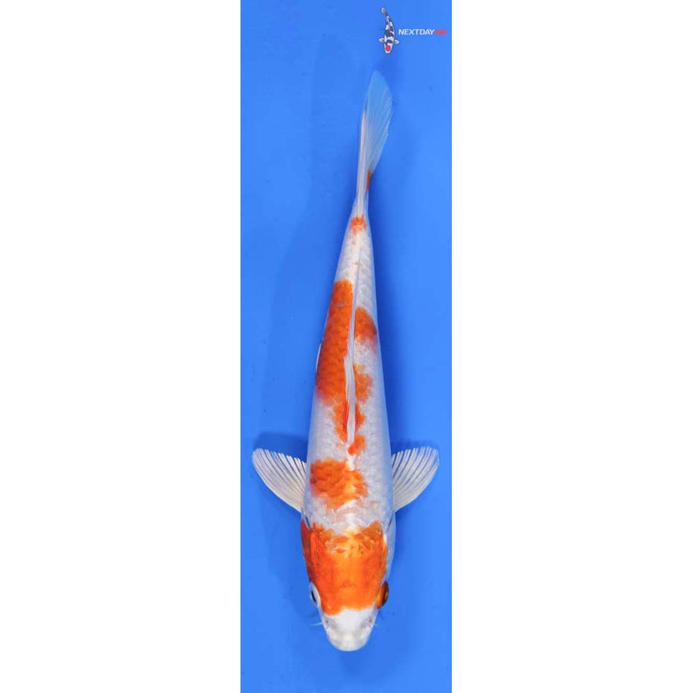 7” Imported Hariwake