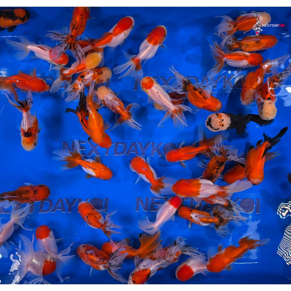 Alternative view of 4-5" Imported Premium Oranda Goldfish