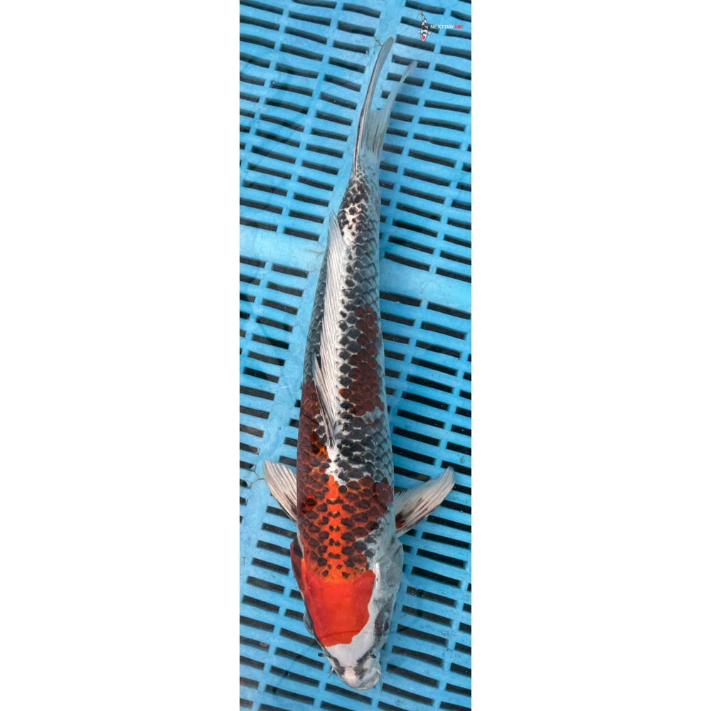 14-16” Imported Kujaku