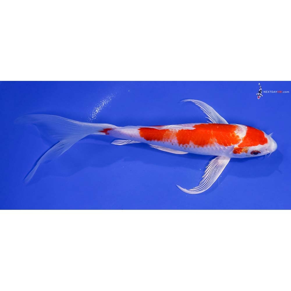 7.5” Imported Hariwake Butterfly Koi