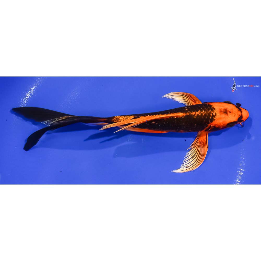 7.5” Imported Orenji Matsuba Butterfly Koi