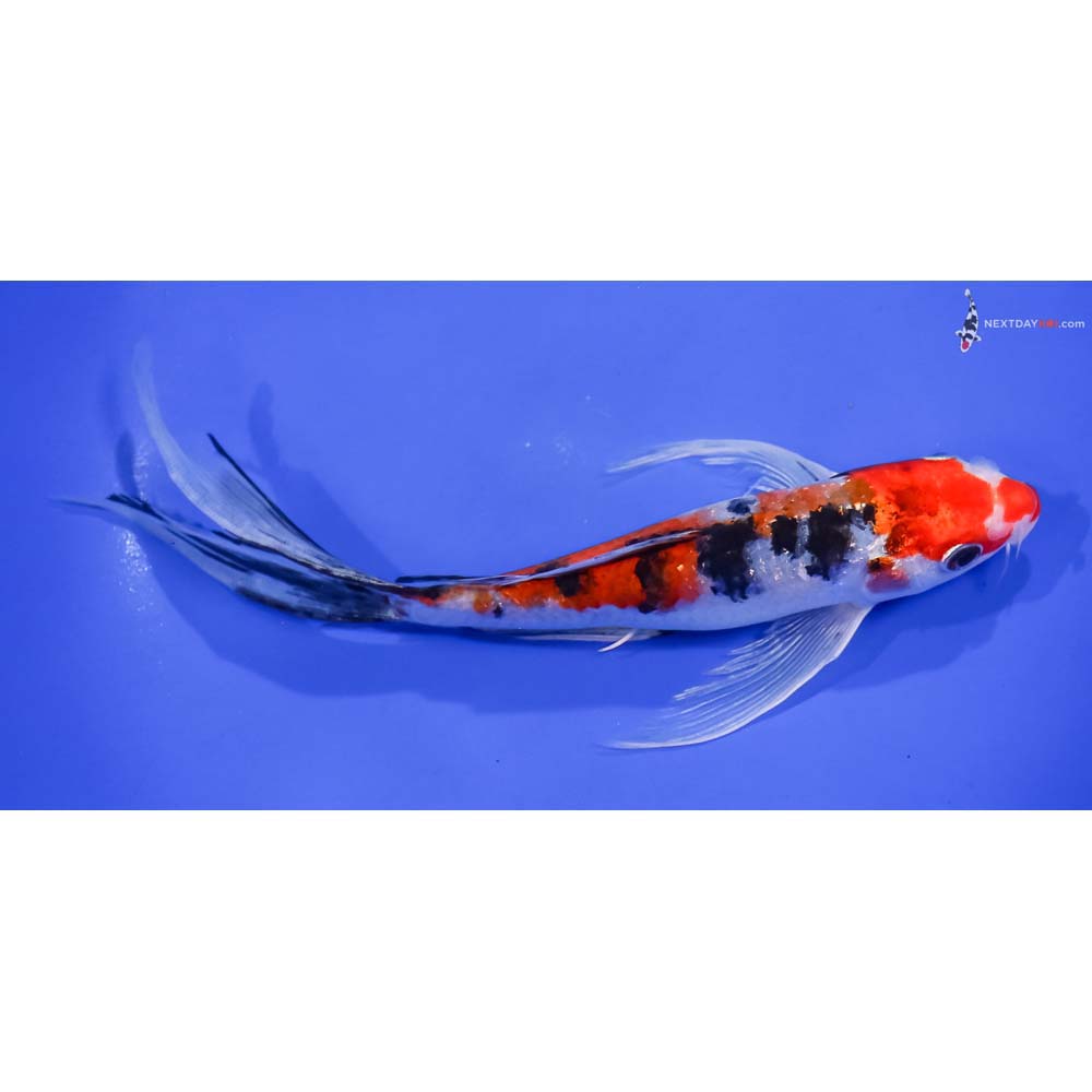 8” Imported Glass Fin Sanke Butterfly Koi