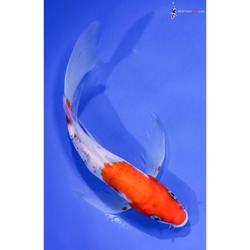 8.5” Imported Sanke Butterfly Koi