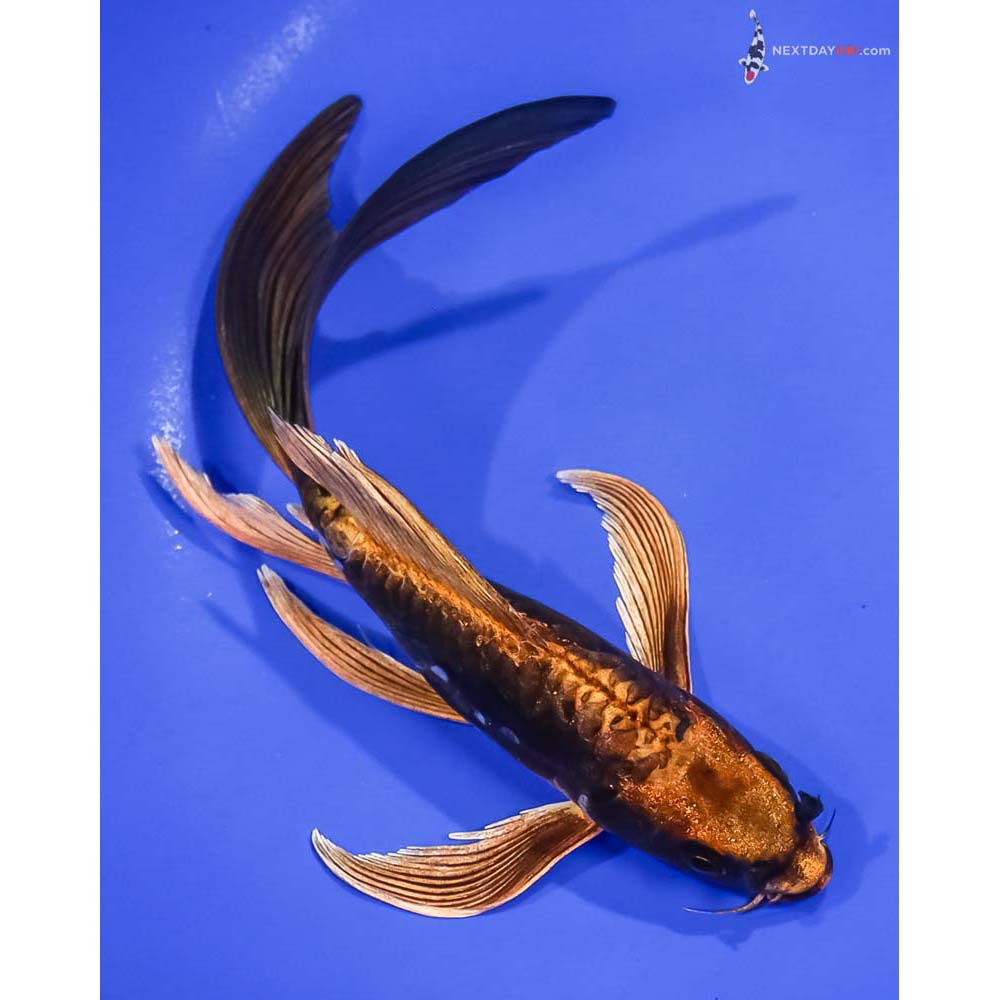 7.5” Imported Kin Kikokuryu Butterfly Koi