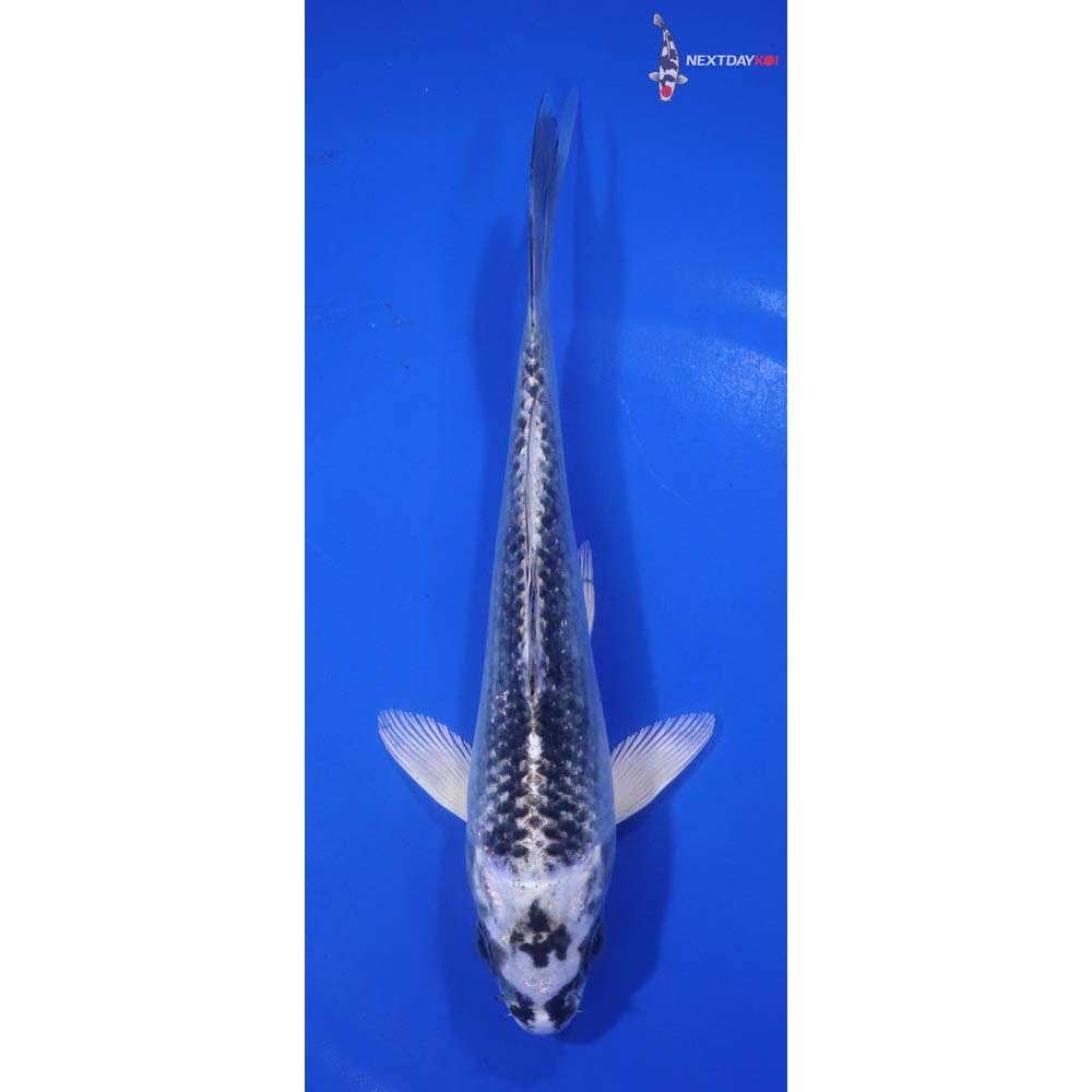 6.5” Imported Gin Matsuba