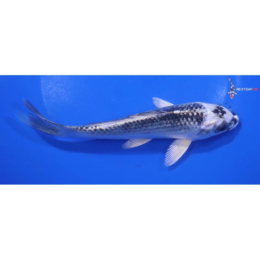 6.5” Imported Gin Matsuba