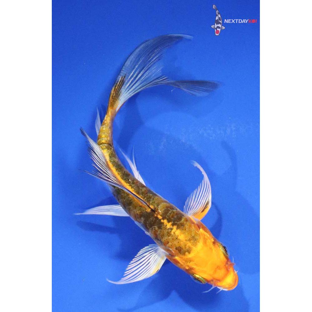 4” Imported Heisei Nishiki Butterfly Koi
