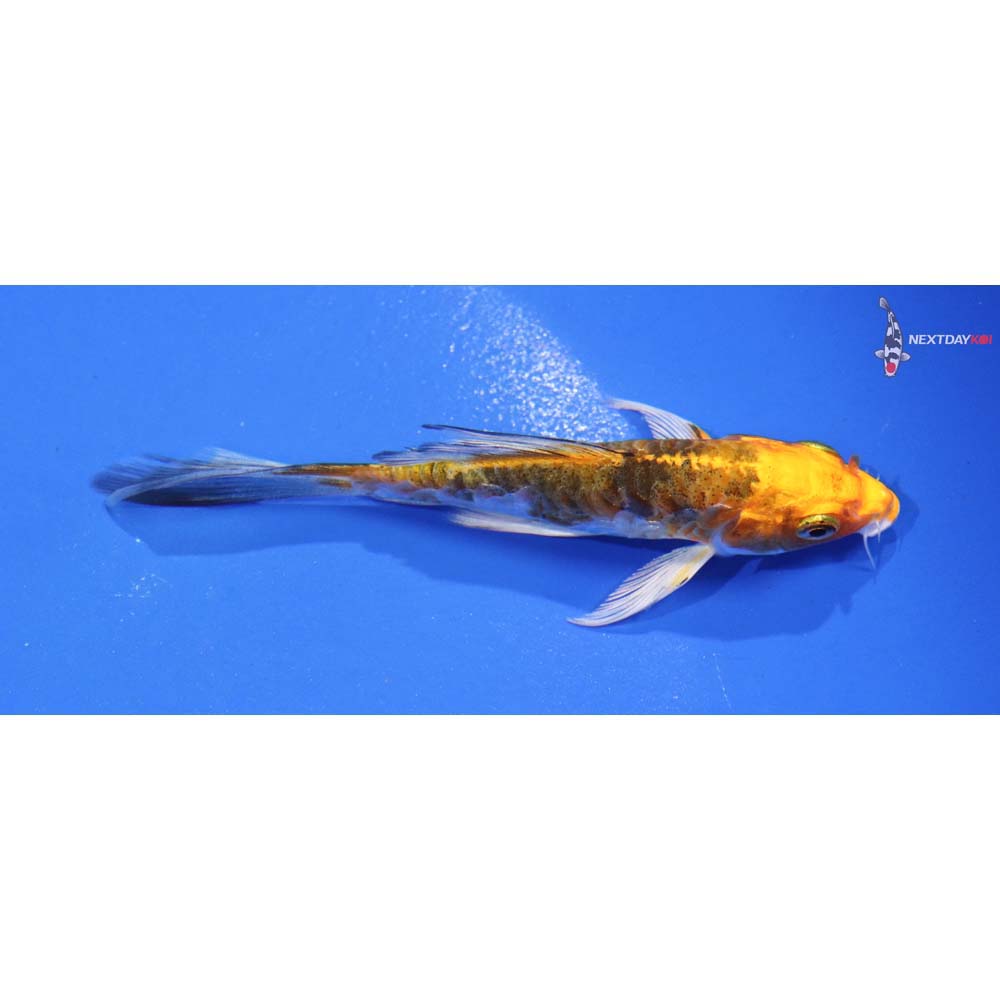 4” Imported Heisei Nishiki Butterfly Koi