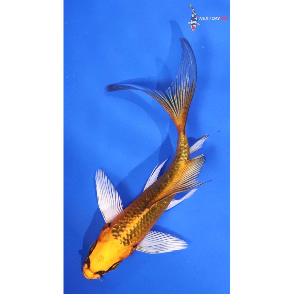 4” Imported Orenji Matsuba Butterfly Koi