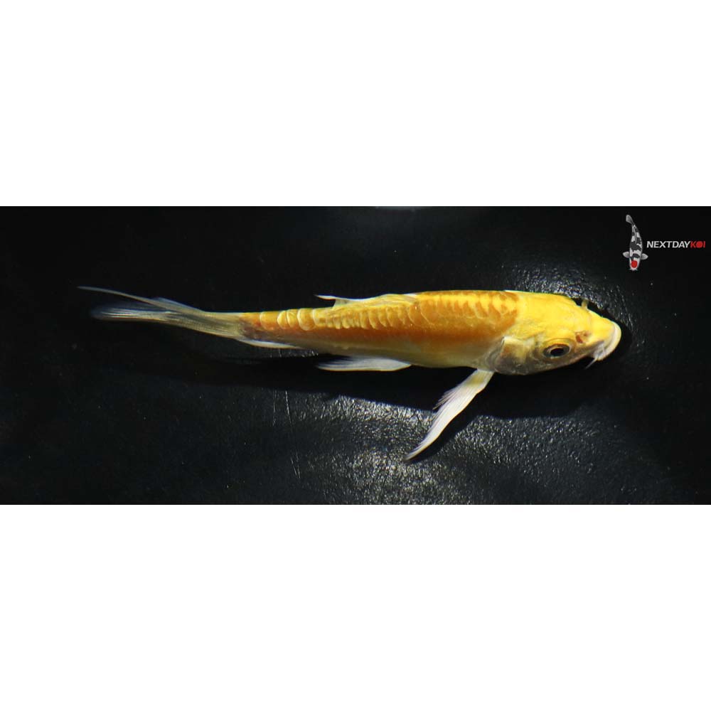 4” Imported Doitsu Yamabuki Ogon Butterfly Koi