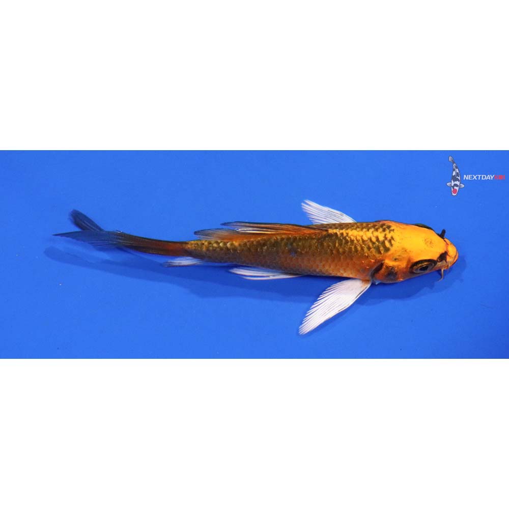 4” Imported Orenji Matsuba Butterfly Koi
