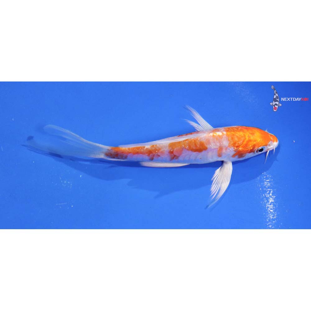 4.5” Imported Kikusui Butterfly Koi