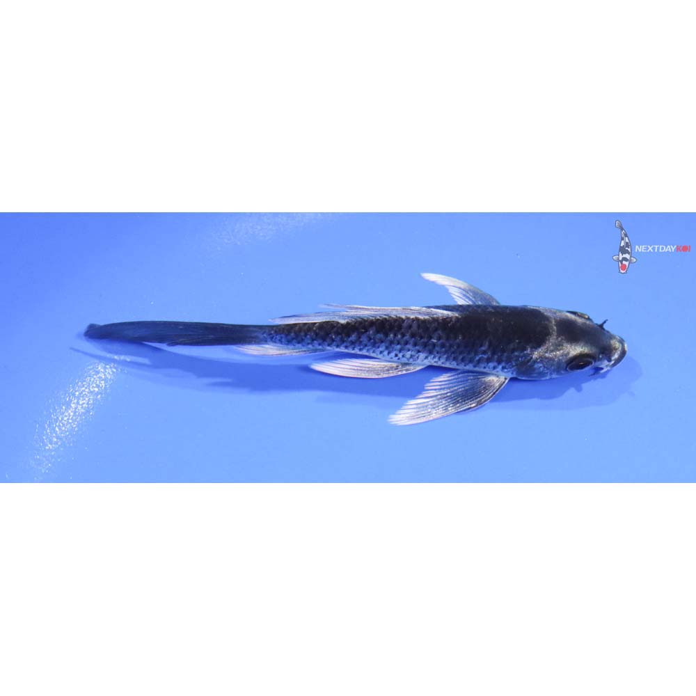 4.5” Imported Gin Matsuba Butterfly Koi