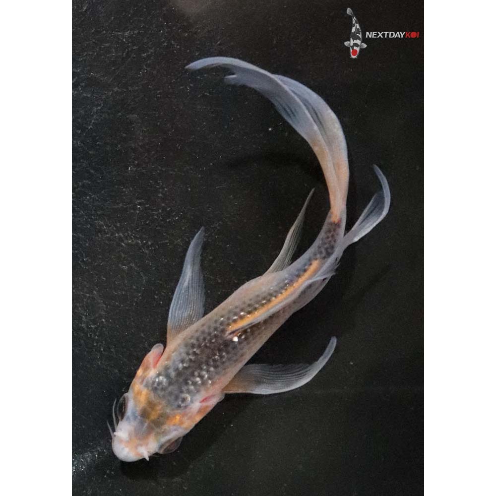 4.5” Imported Asagi Butterfly Koi