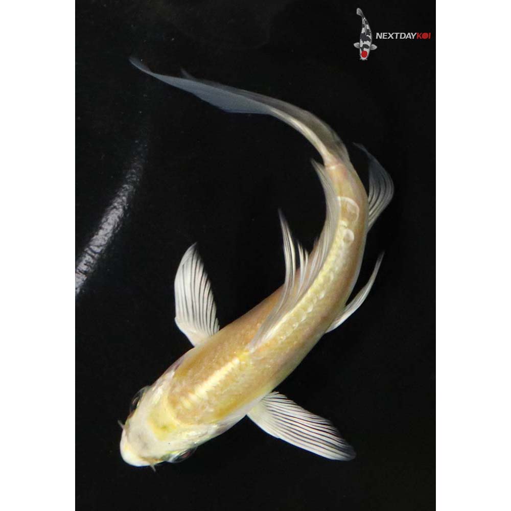 4.5” Imported Doitsu Yamabuki Ogon Butterfly Koi