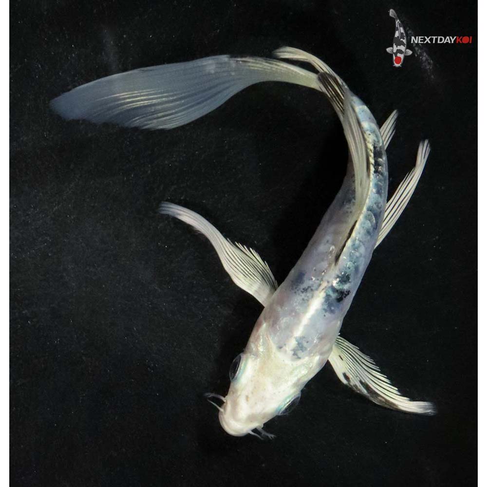 5” Imported Doitsu Gin Shiro Bekko Butterfly Koi