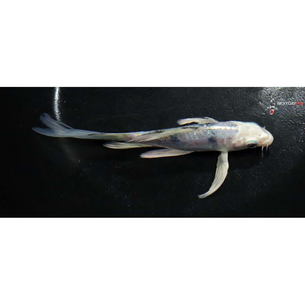 5” Imported Doitsu Gin Shiro Bekko Butterfly Koi