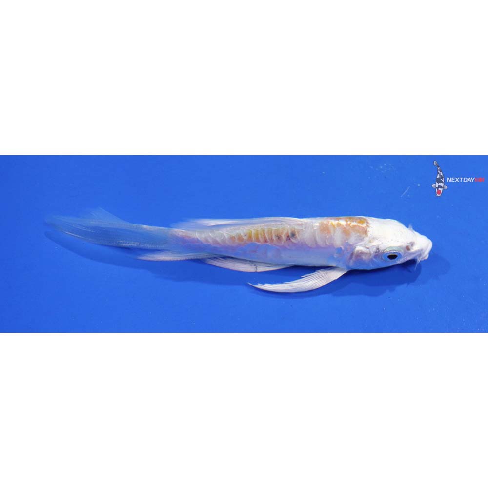4” Imported Doitsu Lemon Hariwake Butterfly Koi